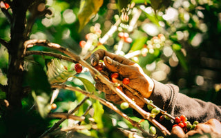 Behind Every Cup: The Story of Hacienda Doka