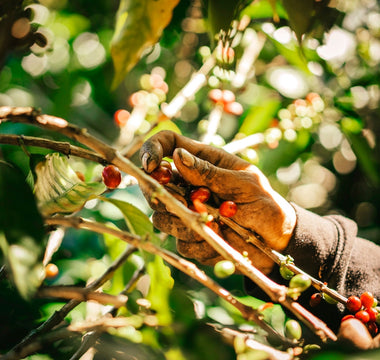 Behind Every Cup: The Story of Hacienda Doka