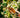 Hand harvesting ripe coffee cherries on a coffee plant at Hacienda Doka.